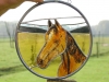 paard